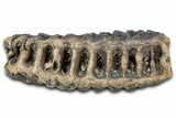 Palaeoloxodon (Mammoth Relative) Molar - Hungary #357030-2